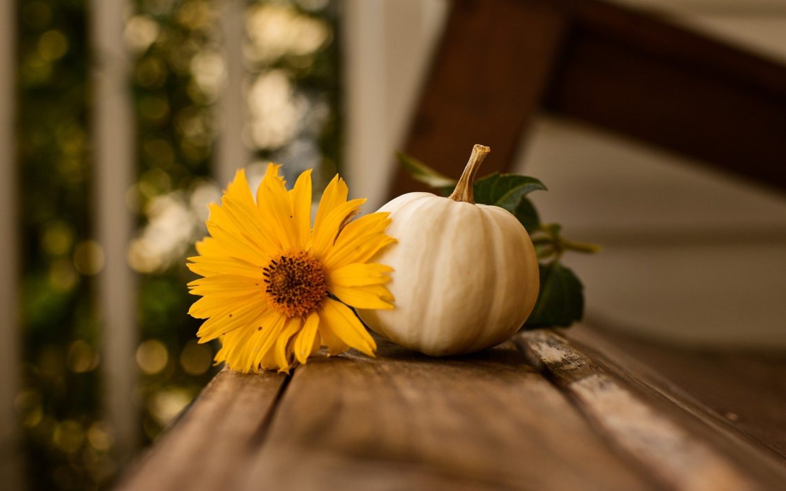 white pumpkin and sunflower